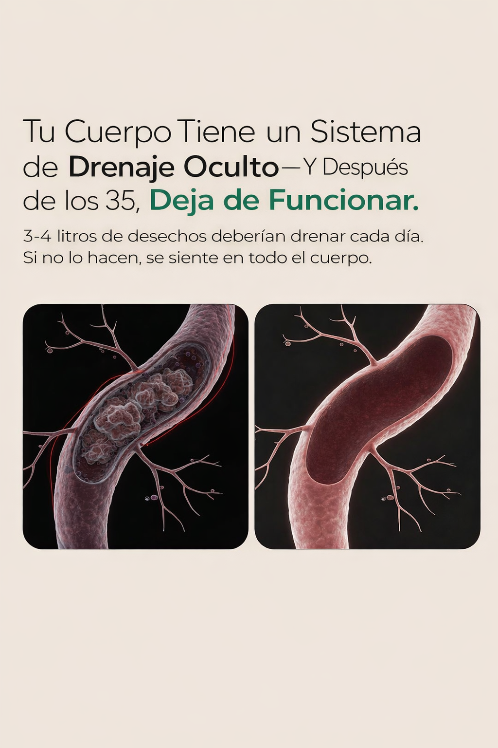 Nueva Fórmula de Máxima Potencia - Cápsulas de Drenaje Linfático de Bevalora™